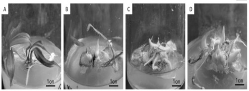 Dark energy-saving in-vitro propagation method for micro tubers of polygonatum cyrtonema