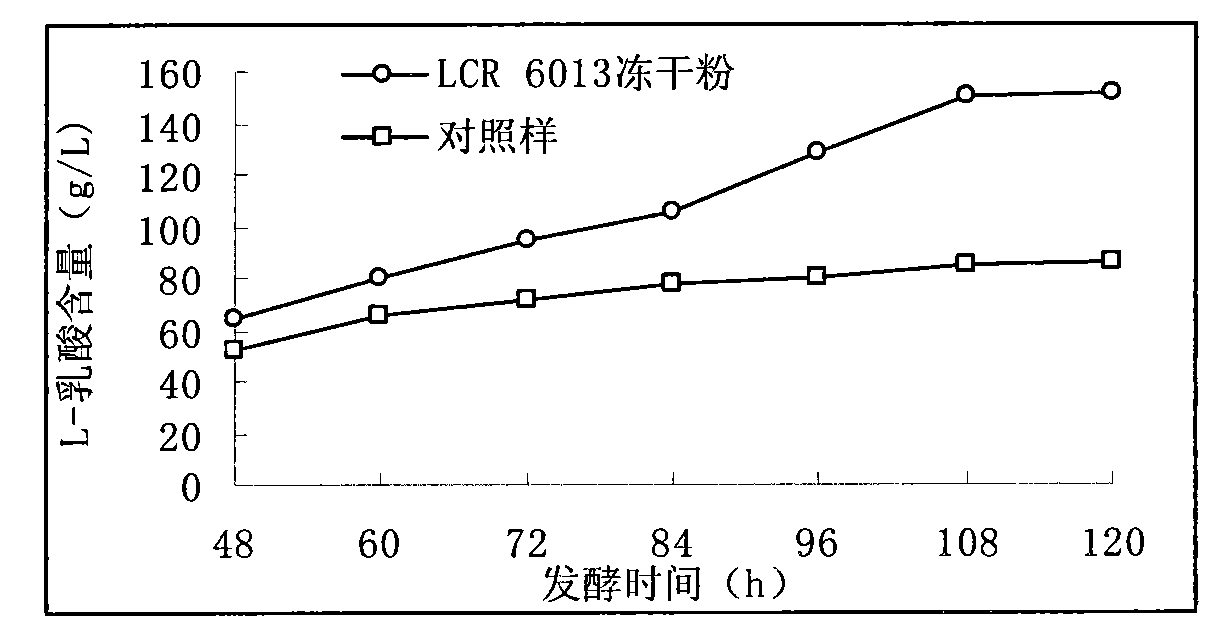 Method for preparing direct vat set Lactobacillus casei subsp. rhamnosus freeze-dried powder