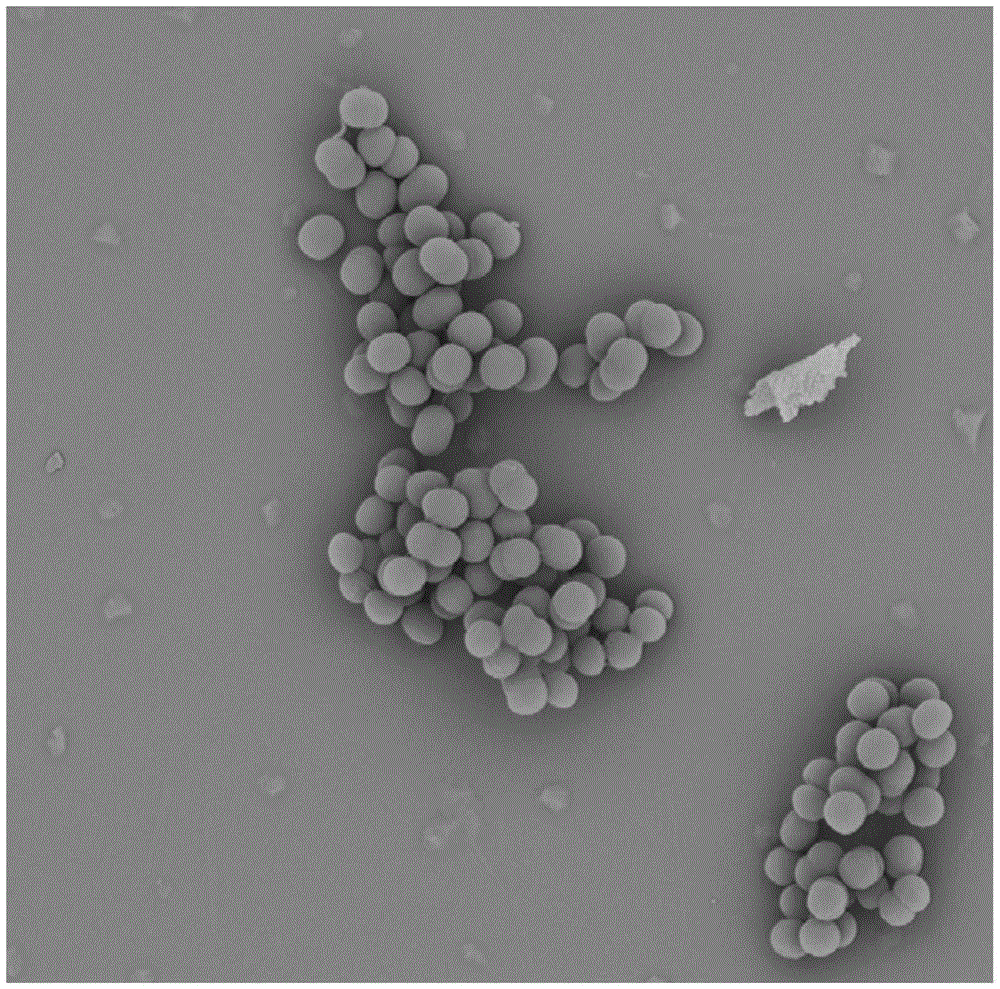 Rumen clostridium using lactic acid for producing hexanoic acid and application thereof