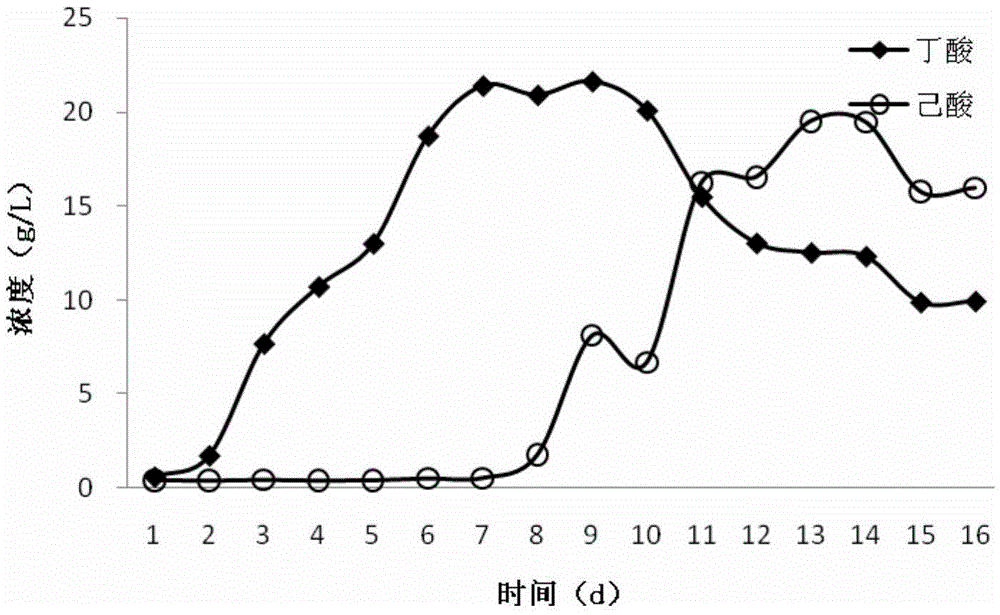 Rumen clostridium using lactic acid for producing hexanoic acid and application thereof