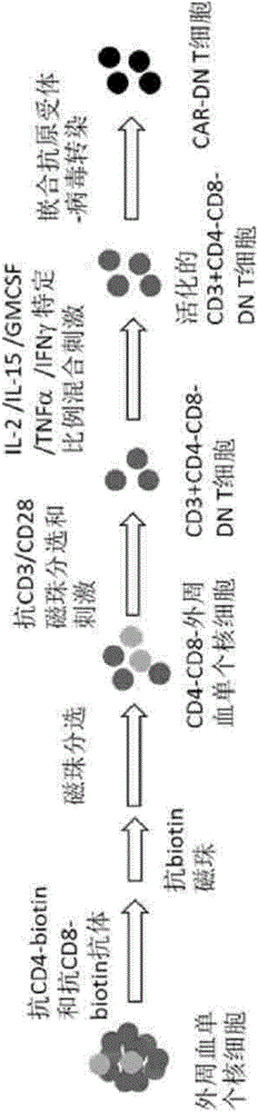 Construction method of chimeric antigen receptor double-negative T cell