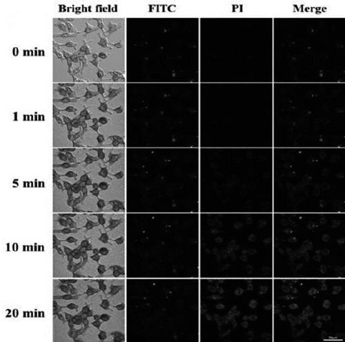 Preparation and application for silver nanometer targeting tumor treatment system