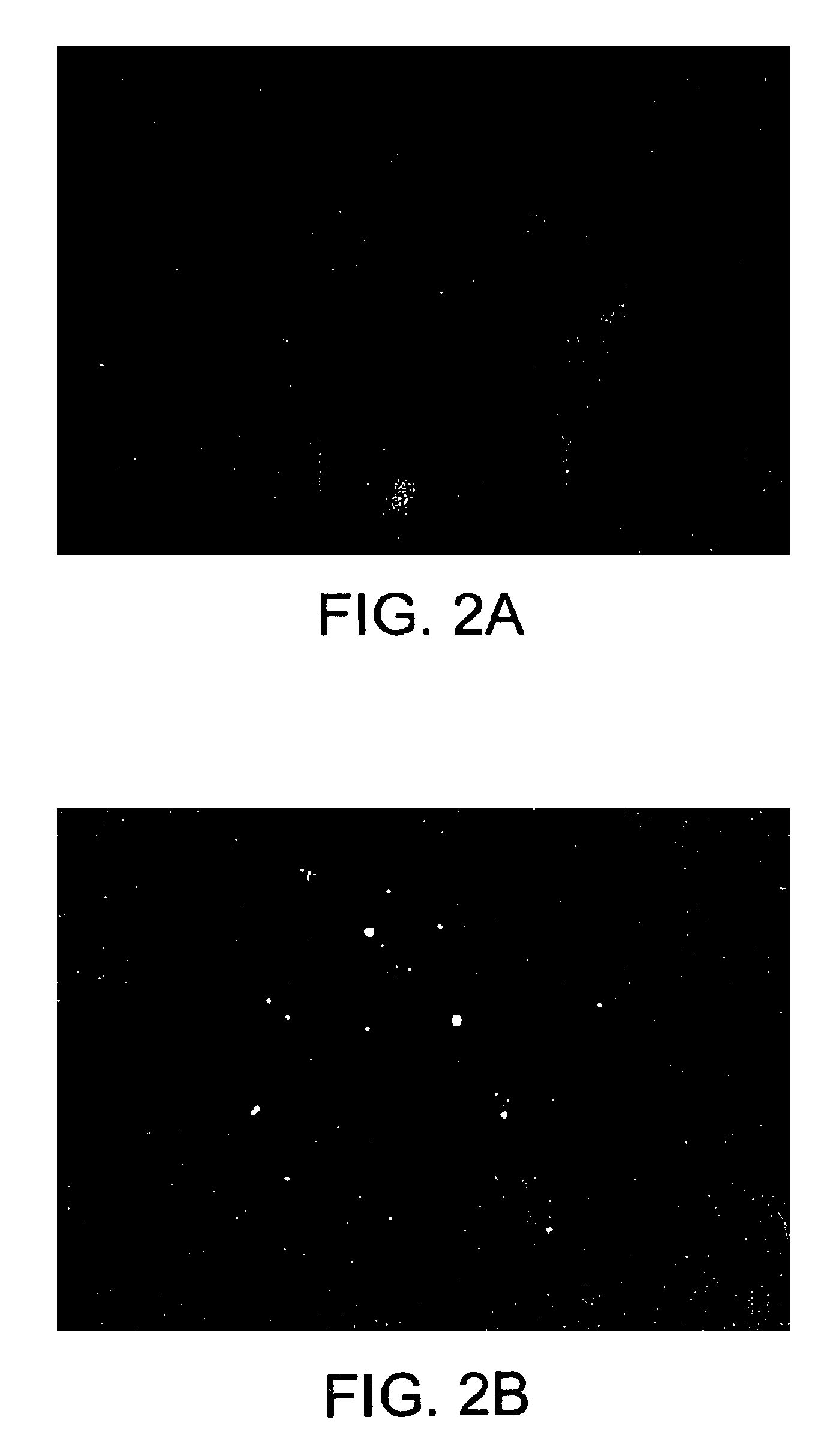 Methods of staining target chromosomal DNA employing high complexity nucleic acid probes