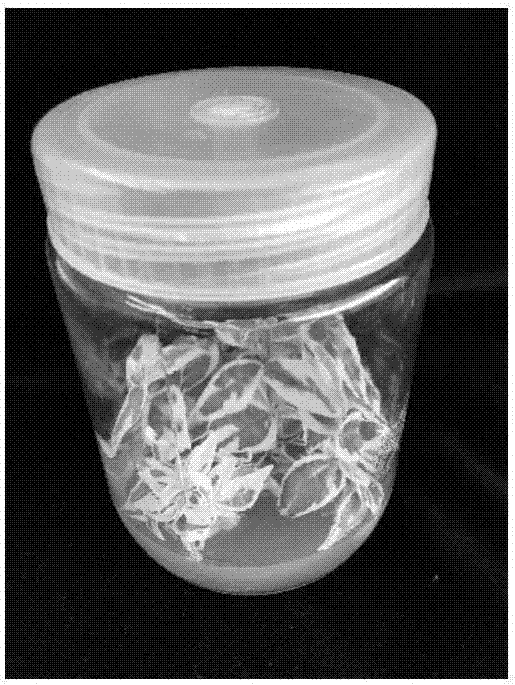 Tissue culture method for Abelia grandiflora