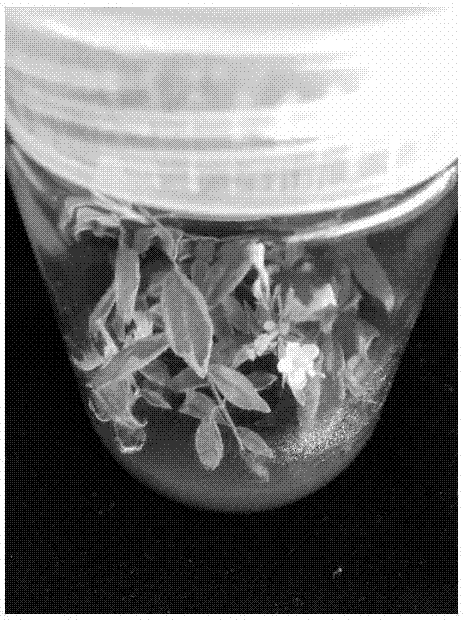 Tissue culture method for Abelia grandiflora