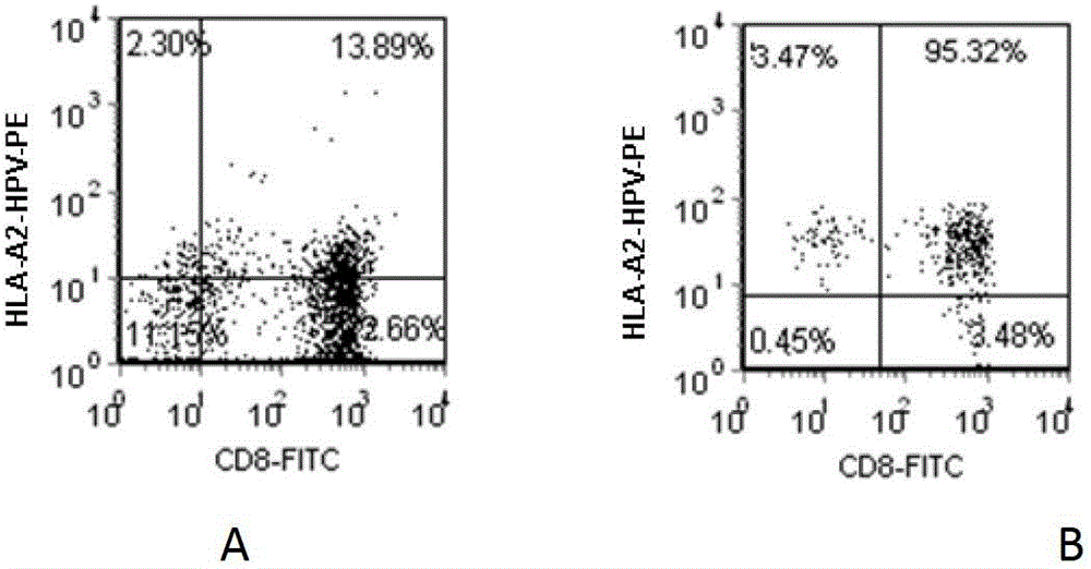 Preparation method of HLA-A0201-restricted anti-HPV (human papillomavirus) antigen-specific CTL