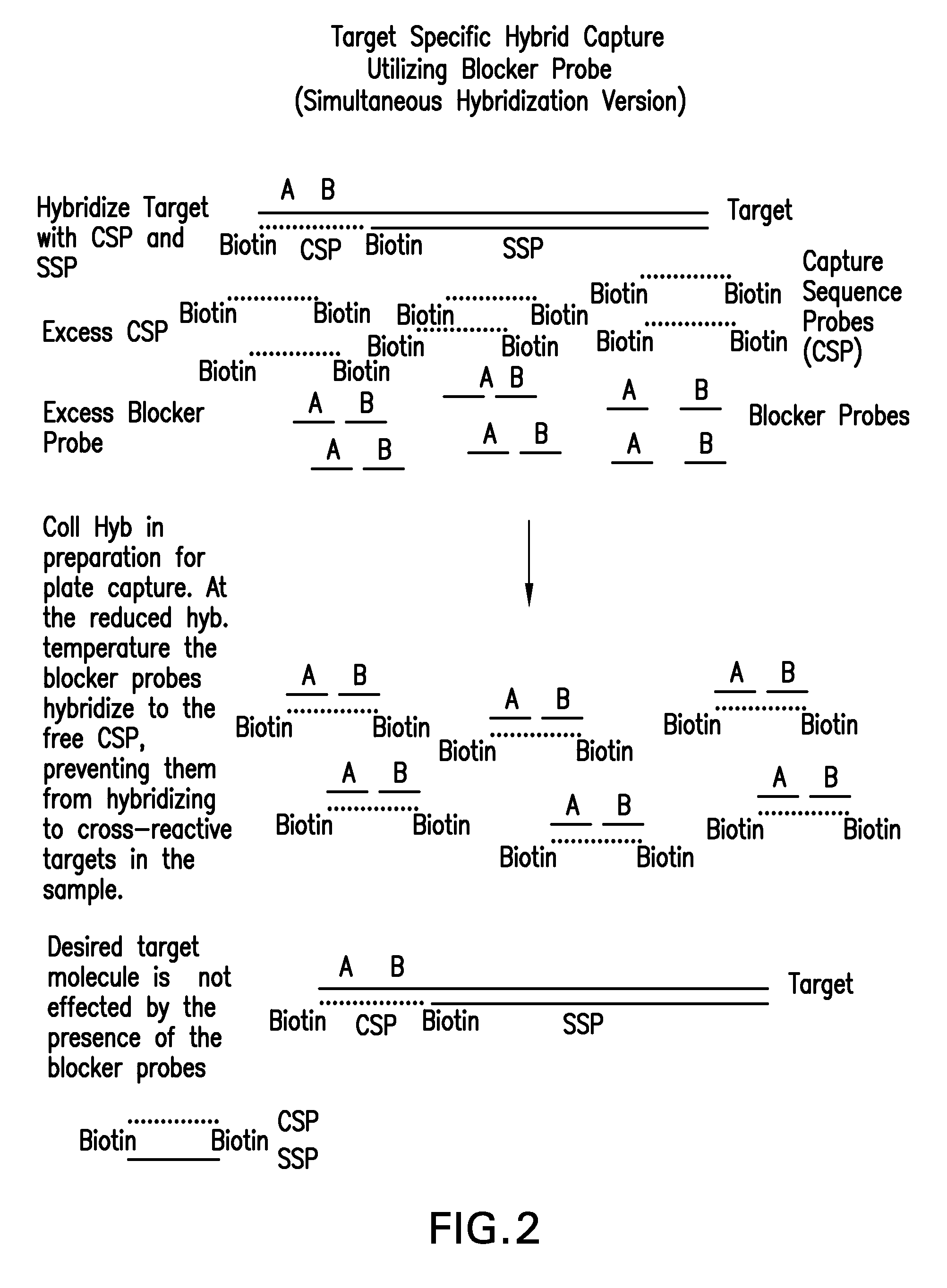 Detection of nucleic acids by type specific hybrid capture method