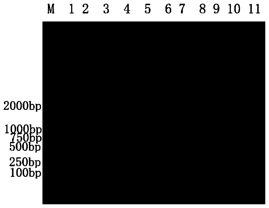 Green silk turmeric PCR identification kit and identification method