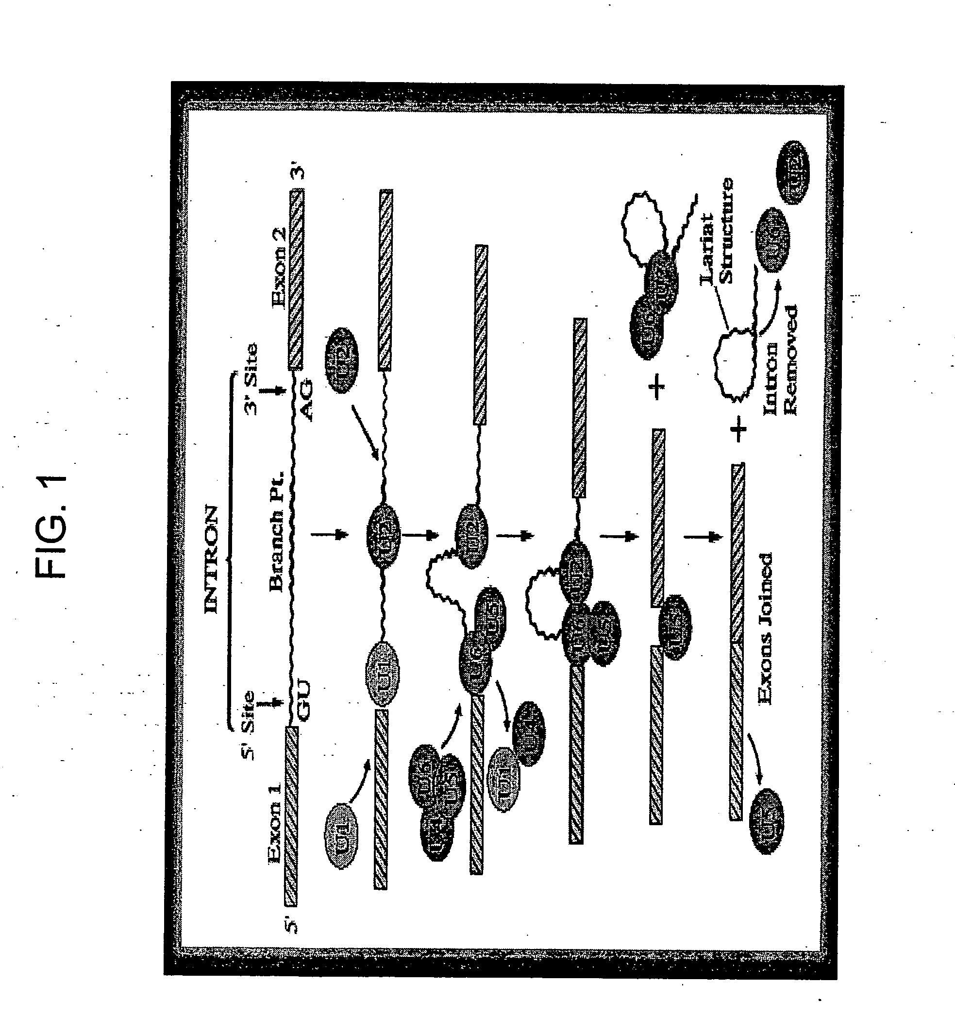 Methods and compositions for detecting cancer using components of the U2 spliceosomal particle