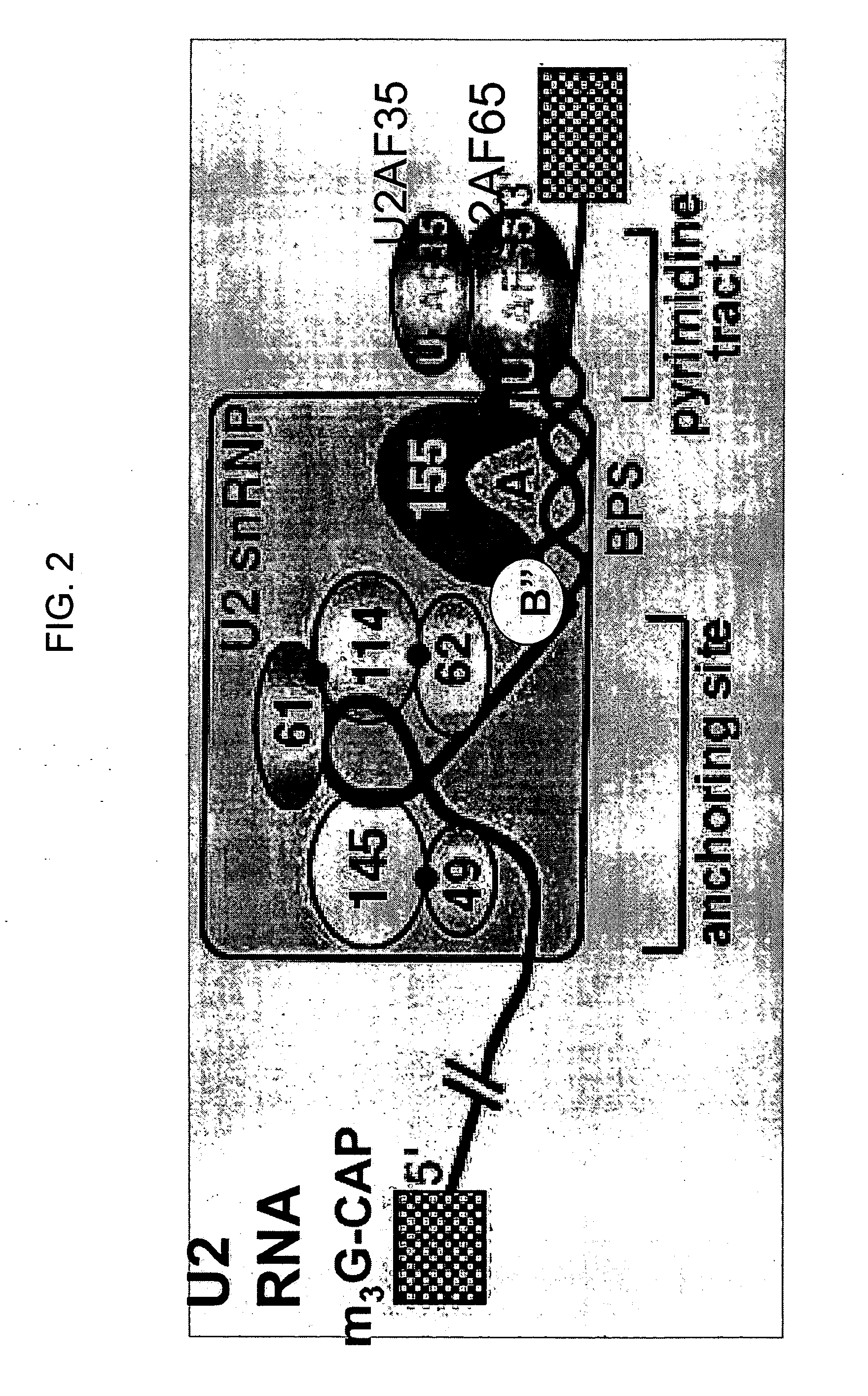 Methods and compositions for detecting cancer using components of the U2 spliceosomal particle