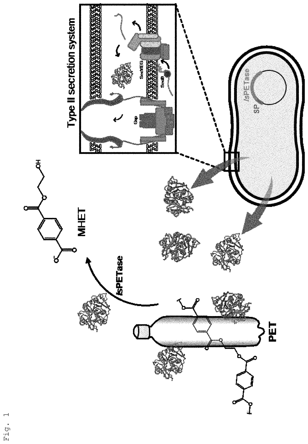 Recombinant PETase producing strain, recombinant MHETase producing strain, and composition for degrading PET containing the same