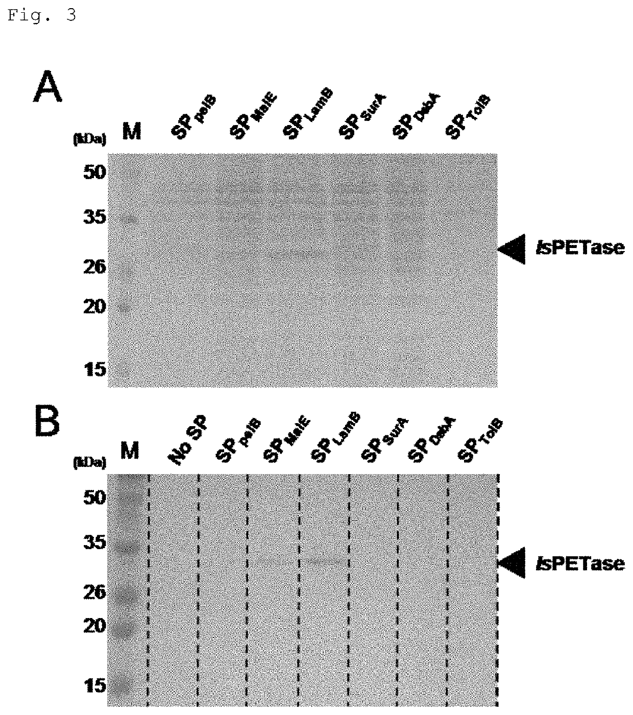 Recombinant PETase producing strain, recombinant MHETase producing strain, and composition for degrading PET containing the same