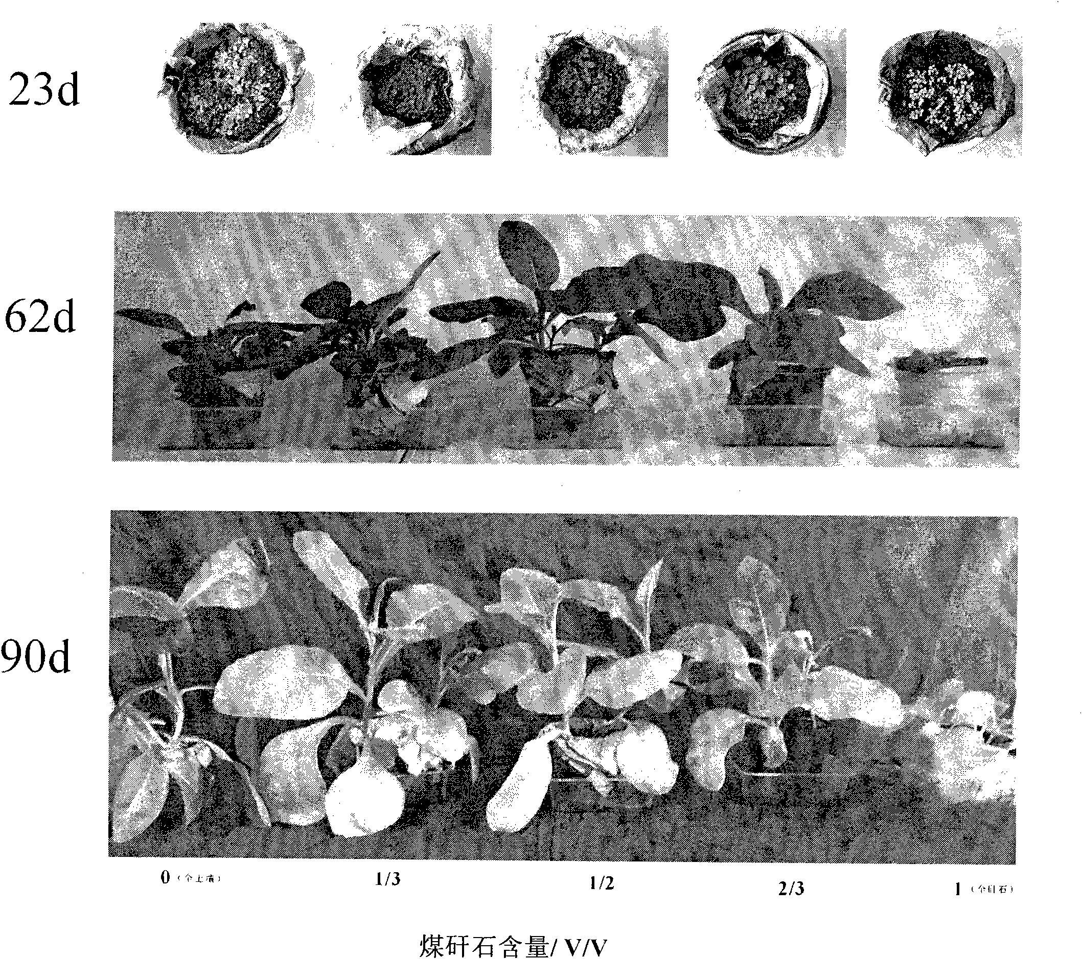 Greening matrix of gangue crushing material and plant restoration technical method