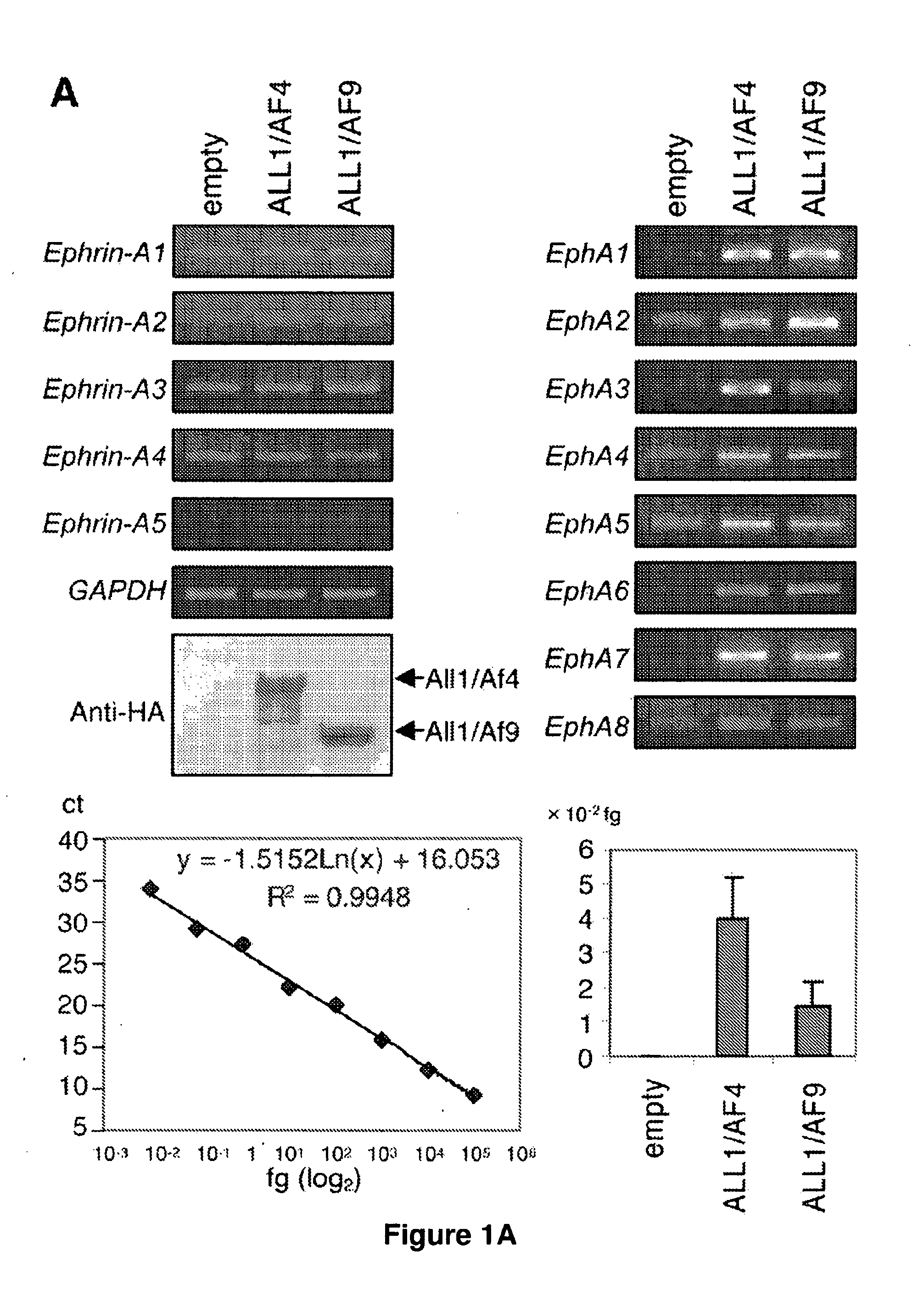 Methods and Compositions for Inducing Deregulation of EPHA7 and ERK Phosphorylation in Human Acute Leukemias