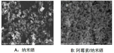 Application of nano-selenium in antineoplastic drug carrier