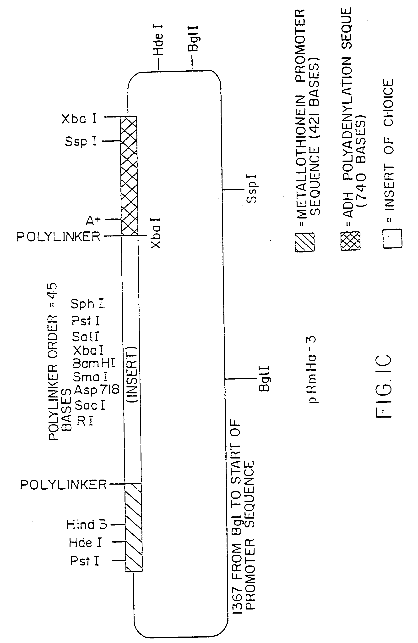 MHC class II antigen-presenting systems and methods for activating CD4cells