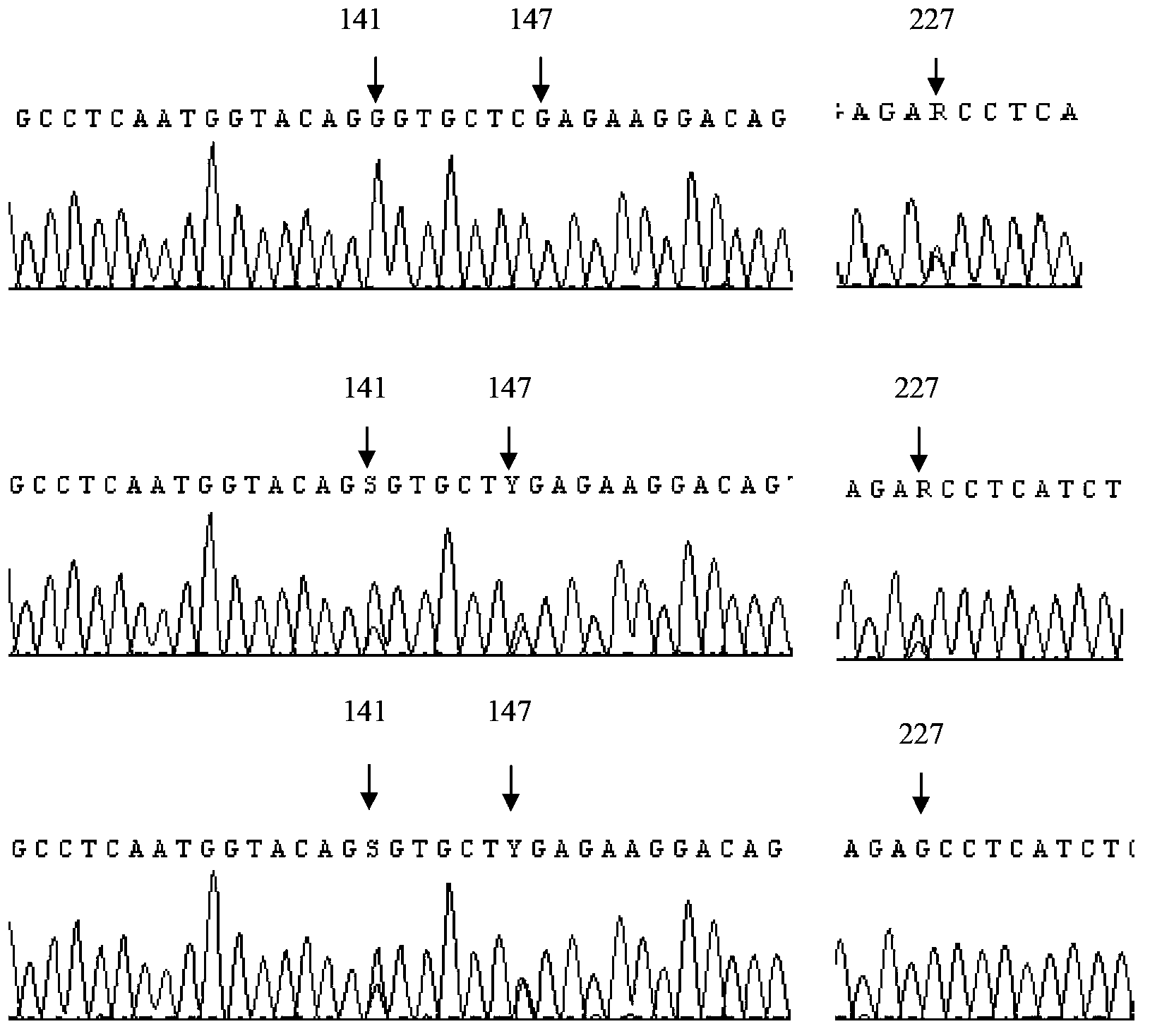 Polymerase chain reaction-sequence based typing (PCR-SBT) method and reagent for human neutrophil alloantigen (HNA) 1-5 system gene typing