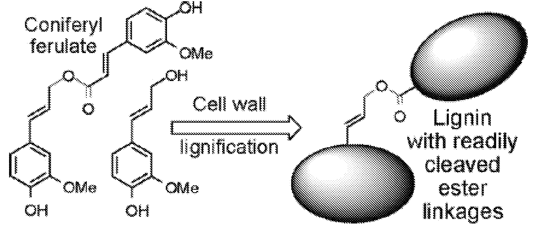 Method for modifying lignin structure using monolignol ferulate conjugates