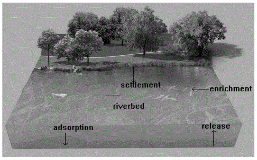 Modeling method of heavy metal pollutants screening model based on river ecosystem