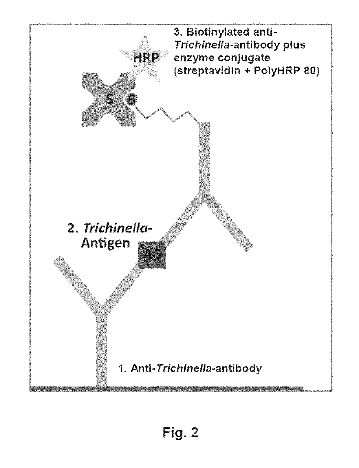 Antigen detection of Trichinella
