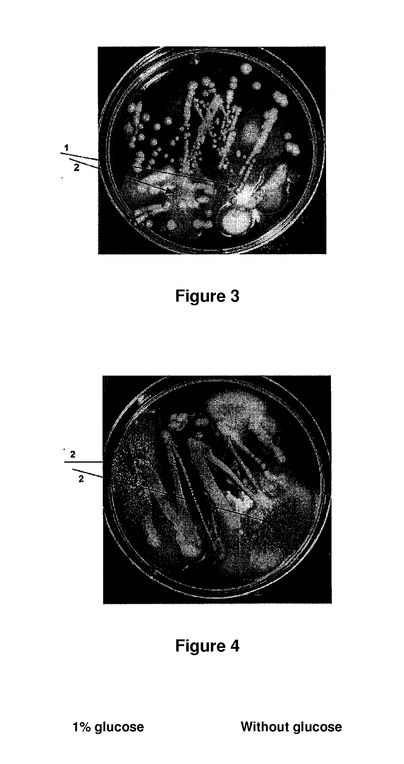 Vineyard culture method enabling the yeasts thereof to be obtained for high sugar and alcohol content fermentation