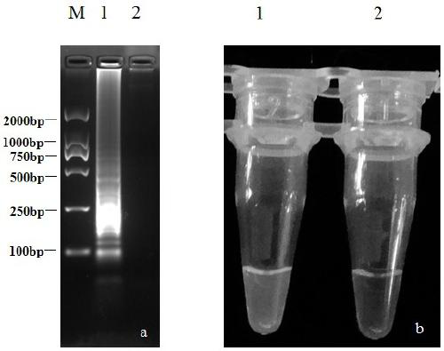 A LAMP detection primer set of broccoli stem rot fungus and a rapid detection method thereof