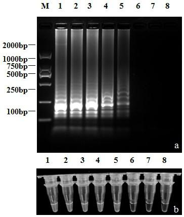 A LAMP detection primer set of broccoli stem rot fungus and a rapid detection method thereof