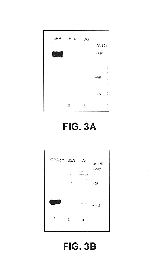 Noninvasive genetic immunization, expression products therefrom, and uses thereof