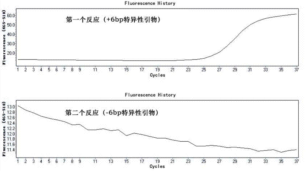 Fluorescent PCR based method for detecting polymorphism of TYMS gene