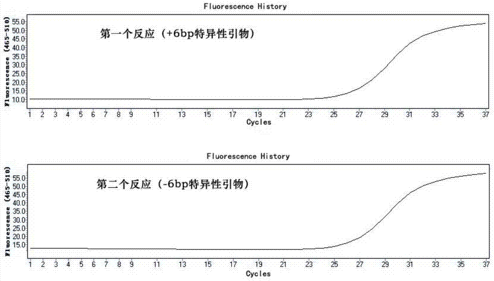 Fluorescent PCR based method for detecting polymorphism of TYMS gene