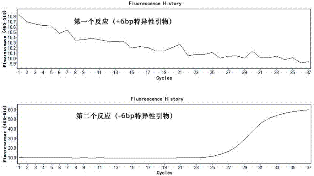 Fluorescent PCR based method for detecting polymorphism of TYMS gene