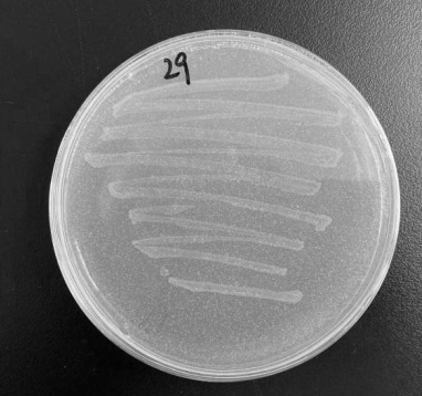 Bacillus aureus, inoculants containing the same, applications thereof, and methods for degrading plastics