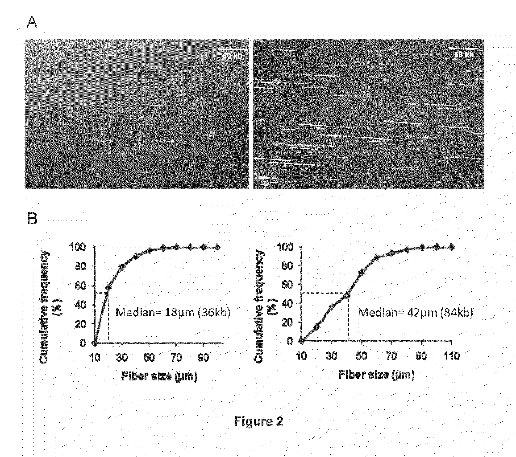 Diagnosis of viral infections by detection of genomic and infectious viral DNA by molecular combing