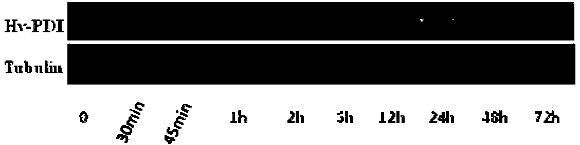 Haynaldia villosa disulfide isomerase gene and application thereof