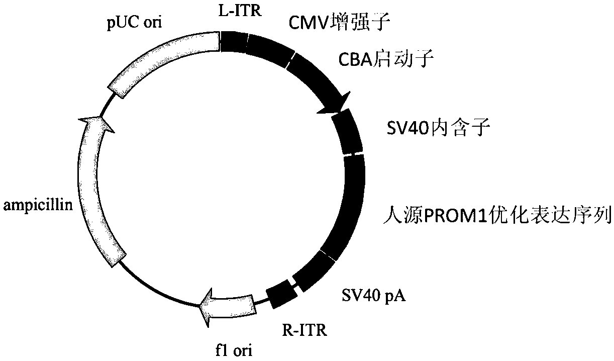 Gene therapy carrier for treating retinitis pigmentosa diseases