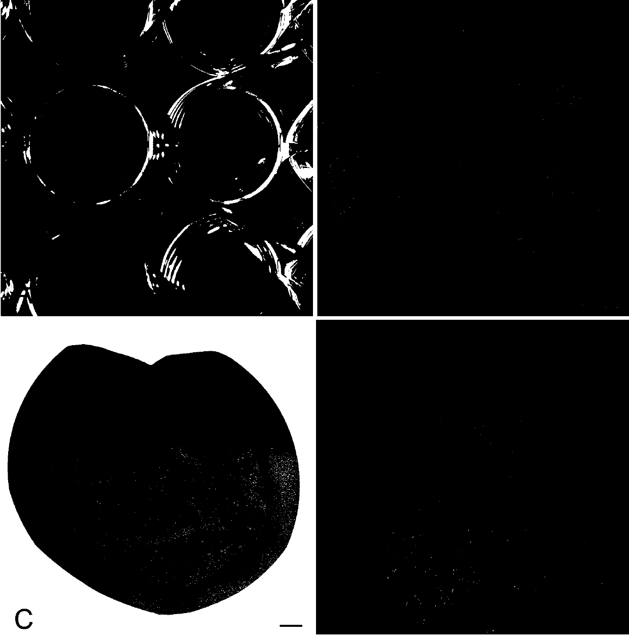 Cardiac muscle ring culture method