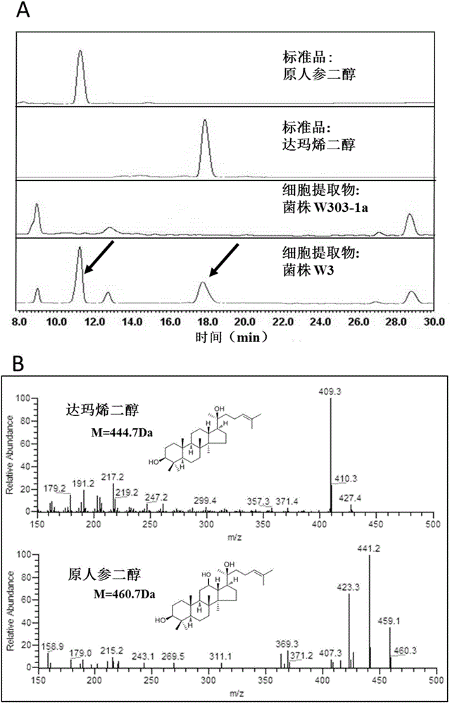 Fusion protein capable of improving dammarenediol conversion efficiency, construction method and application