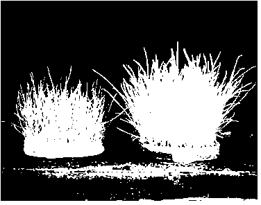 Method for improving winter resistance of turf by adopting household garbage compost offscourings