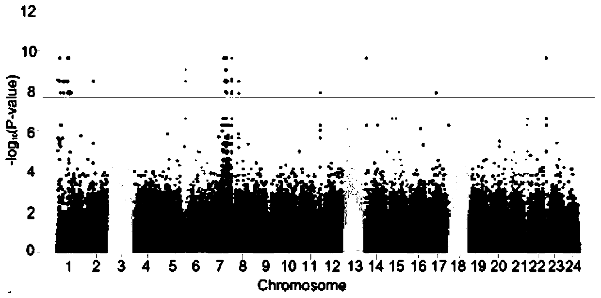 Molecular marker for identifying genetic genders of collichthys lucidus and application thereof