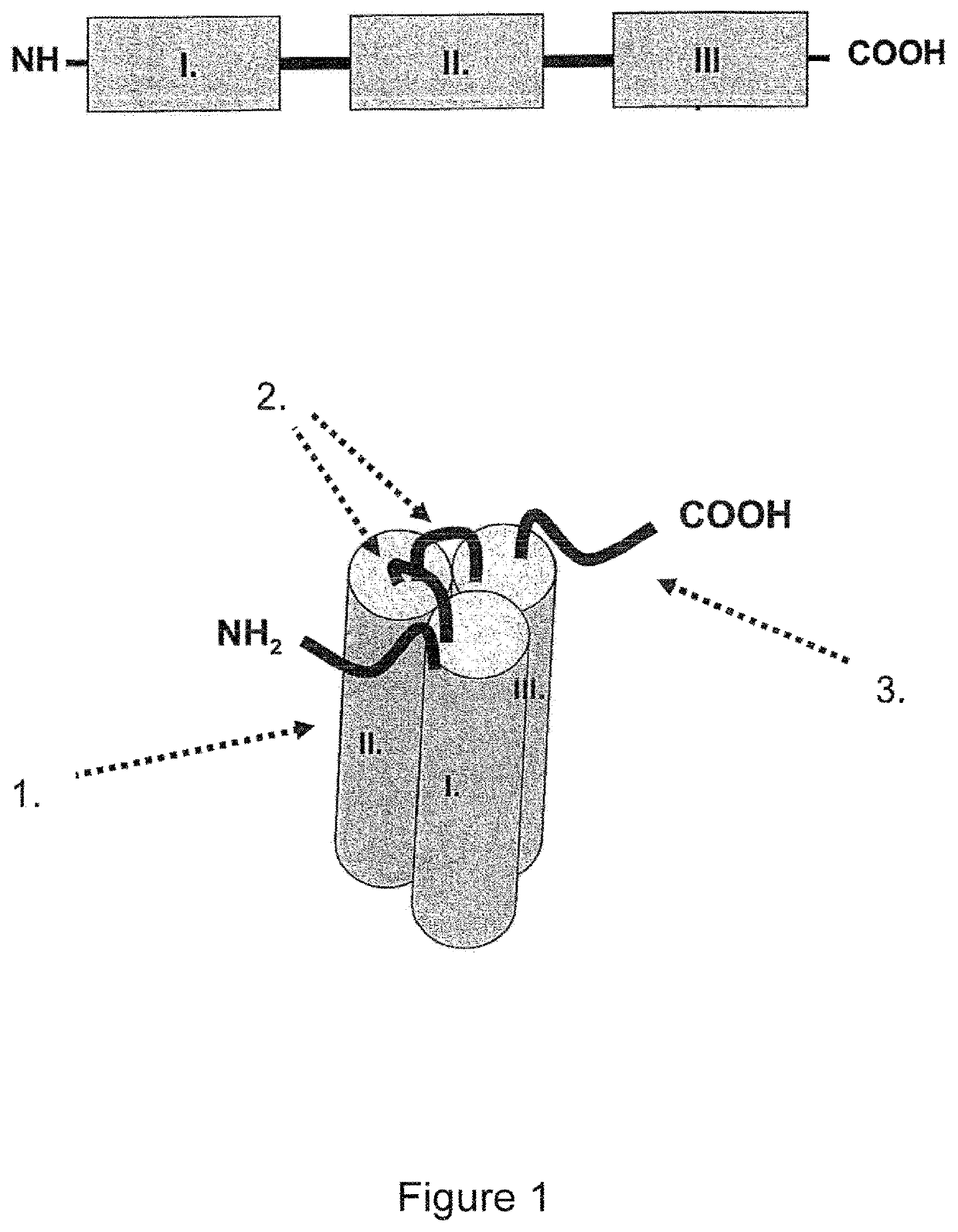 Single-chain glucocorticoid-induced tumor necrosis factor receptor (GITR) agonist proteins