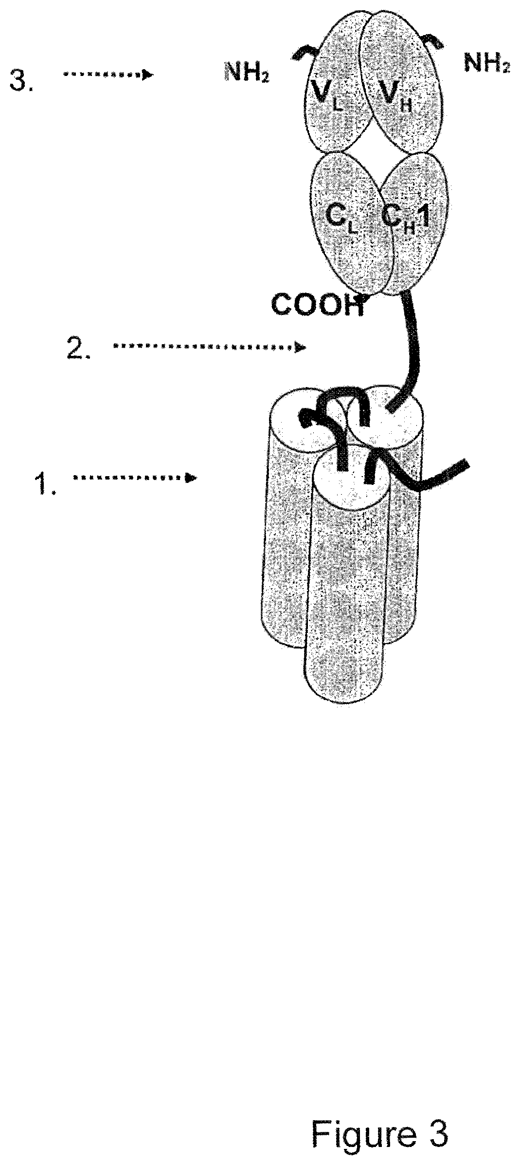 Single-chain glucocorticoid-induced tumor necrosis factor receptor (GITR) agonist proteins