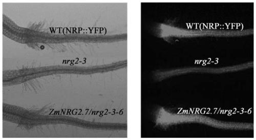 Nitrate nitrogen regulating and control gene ZmNRG2.7 from corn and purpose thereof