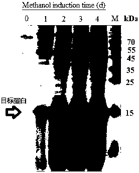 Ribosome toxin and encoding gene, and application thereof