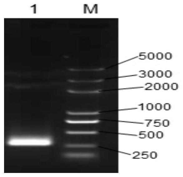 Preparation and application of recombinant yeast preparation fused with bovine antimicrobial peptide fbap