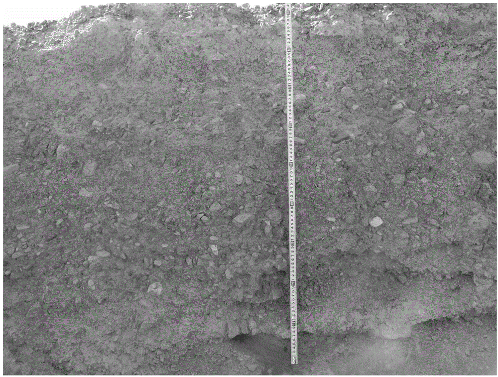 Method for cultivating seedlings of hard-wood cutting of sea buckthorn in high and cold arid region in winter