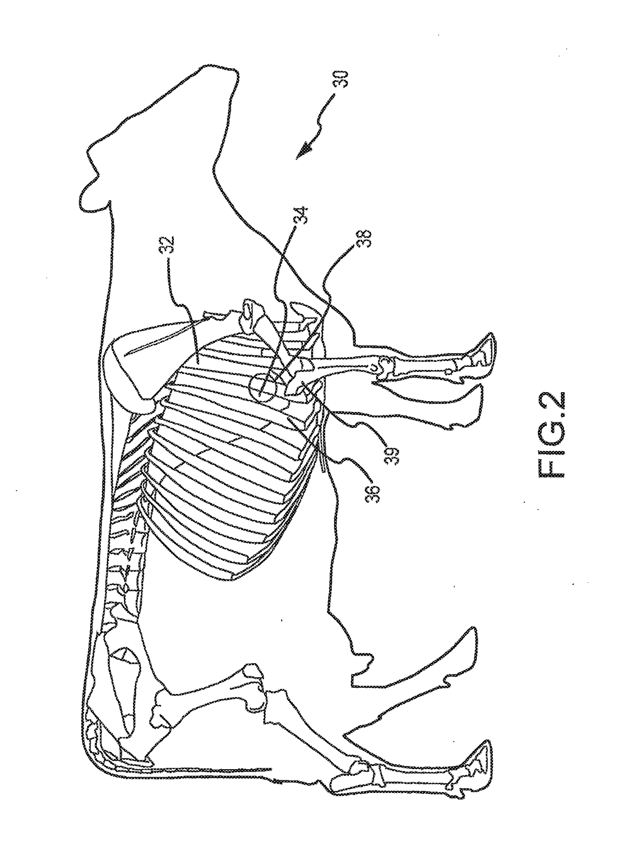 System and Method for Determining Antibiotic Effectiveness In Respiratory Diseased Animals Using Auscultation Analysis