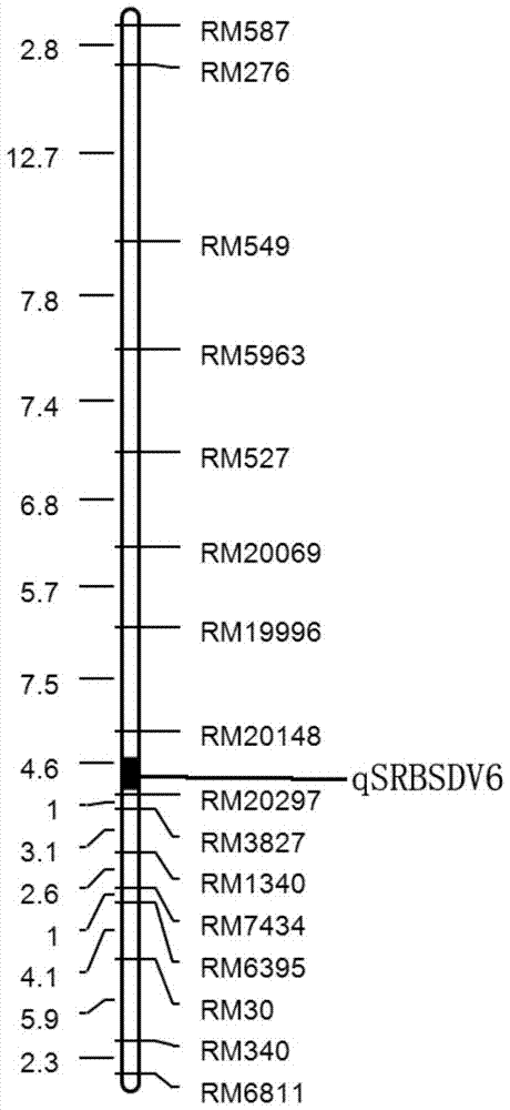 Resistance to southern rice black-streaked dwarf locus qsrbsdv6 and its molecular marker method