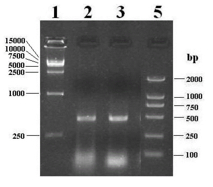 Chicken Cathelicidins antibacterial peptide and preparation method and application for same