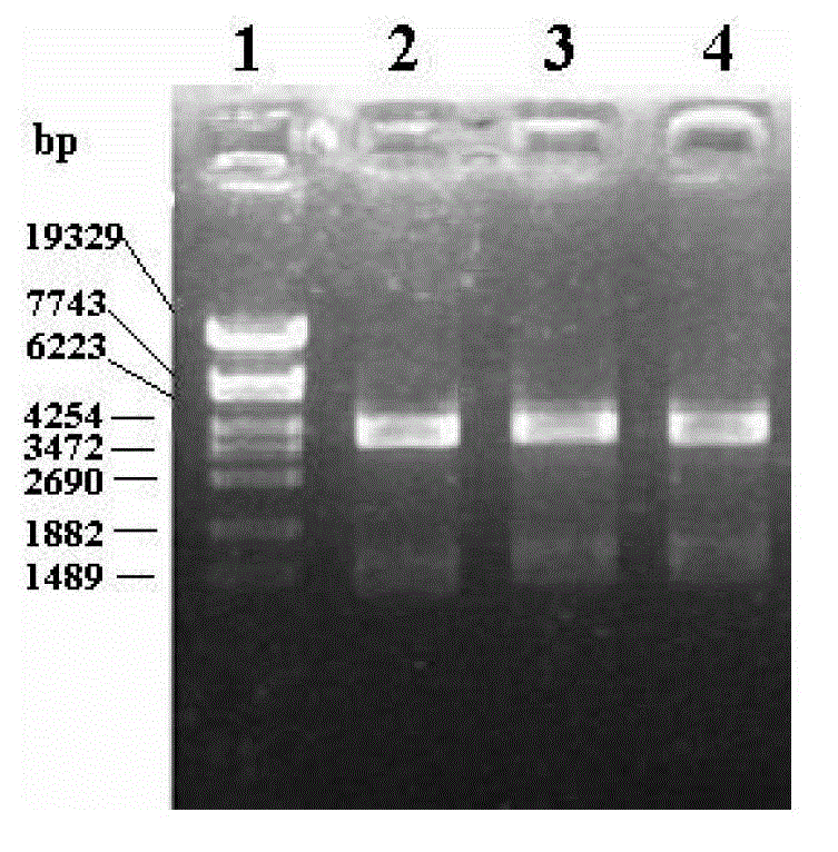 Chicken Cathelicidins antibacterial peptide and preparation method and application for same