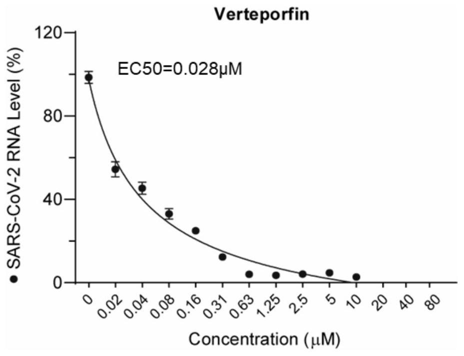 Application of Verteporfin in preparation of medicine for resisting novel coronavirus SARS-CoV-2